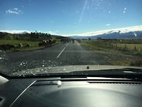 Cattle traffic jam