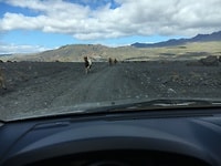 Horse traffic jam