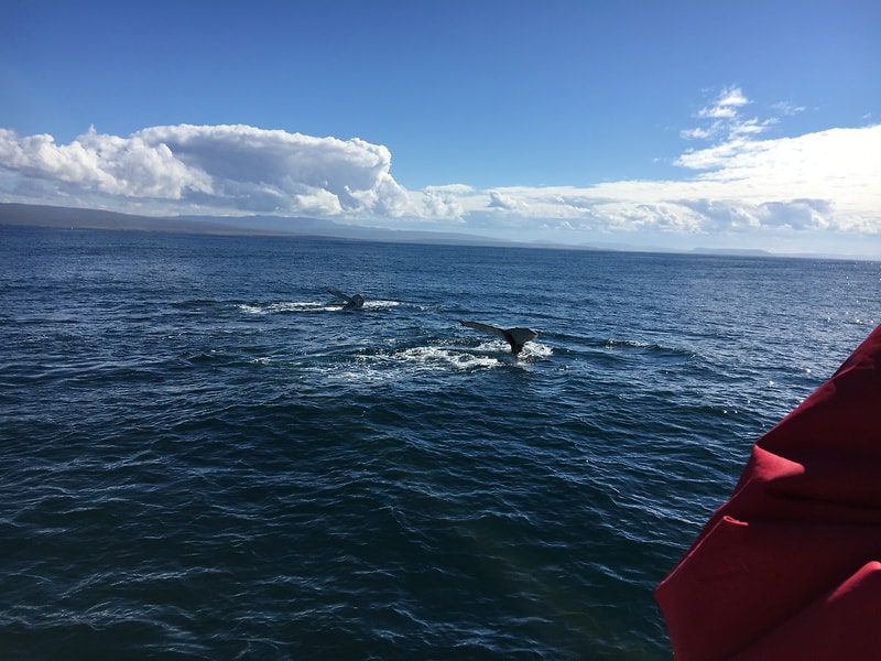 Two humpback whales